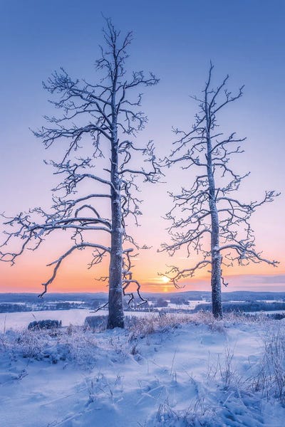 Two Guardians II by Lauri Lohi canvas print