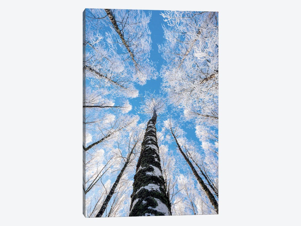 Reaching The Sky II by Lauri Lohi 1-piece Canvas Artwork