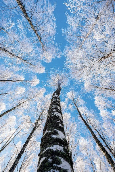 Tree Close-Ups: Reaching The Sky II by Lauri Lohi