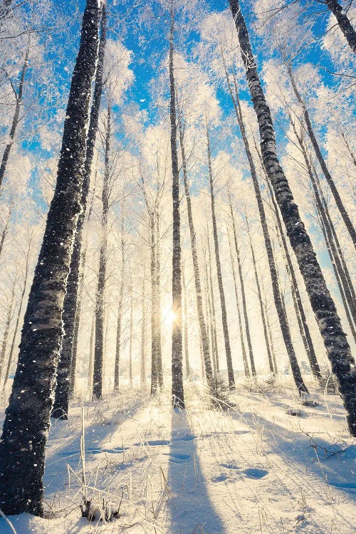 In The Woods by Lauri Lohi wall art