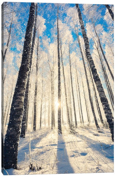 In The Woods Canvas Art Print - Lauri Lohi