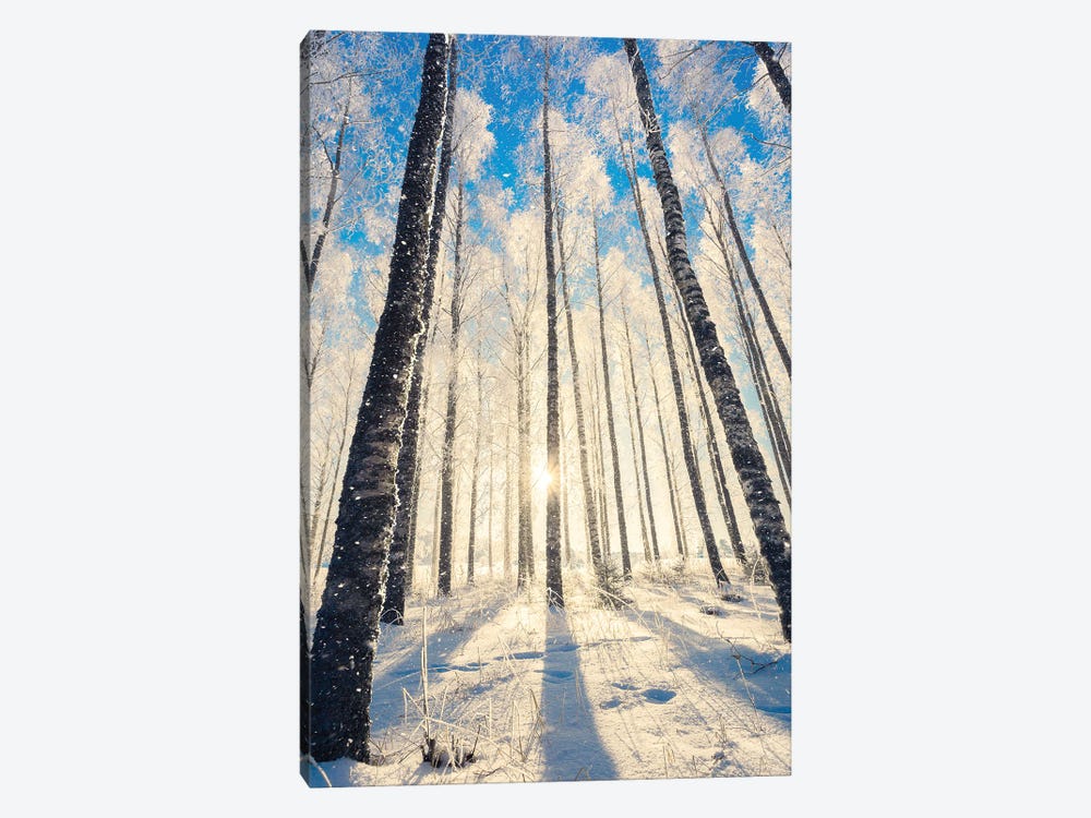 In The Woods by Lauri Lohi 1-piece Art Print