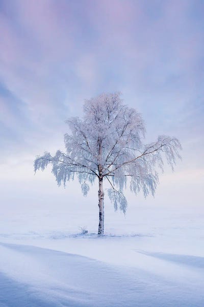 Solitude II by Lauri Lohi canvas print