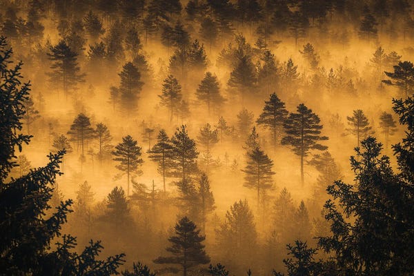 Lauri Lohi: Dwarf Pines by Lauri Lohi