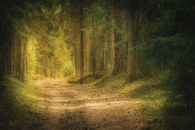 Enlightened Path by Lauri Lohi canvas print
