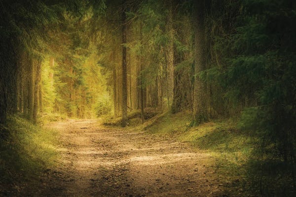 Lauri Lohi: Enlightened Path by Lauri Lohi