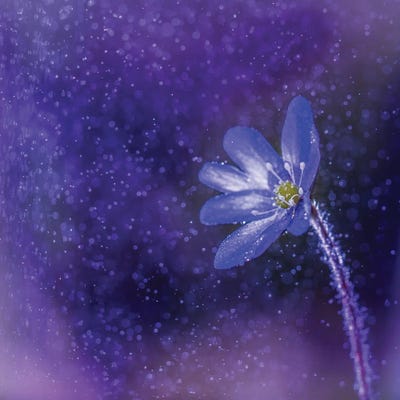 Flower In The Rain by Lauri Lohi canvas print