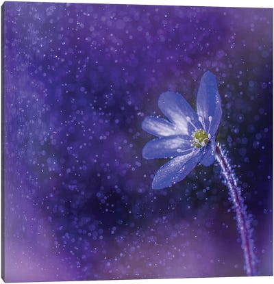 Flower In The Rain Canvas Art Print - Lauri Lohi