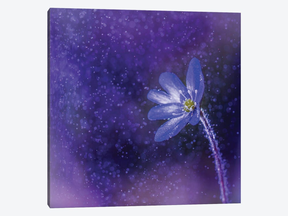 Flower In The Rain by Lauri Lohi 1-piece Canvas Artwork