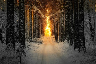 Golden Winter Light by Lauri Lohi canvas print