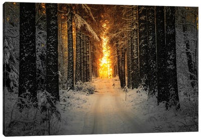 Golden Winter Light Canvas Art Print - Lauri Lohi