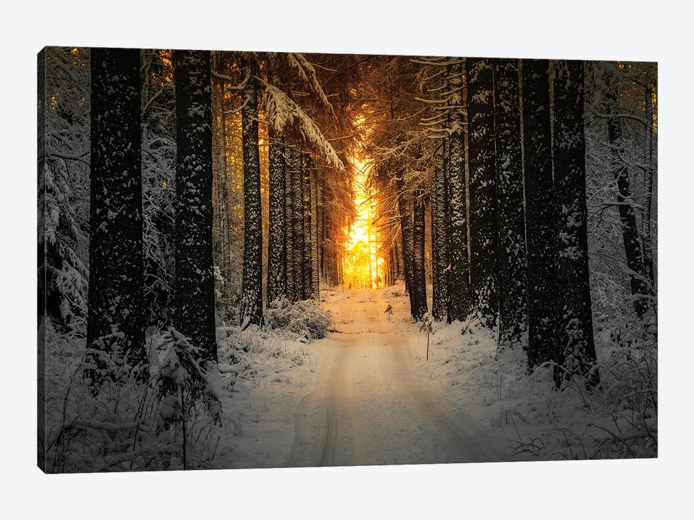 Golden Winter Light by Lauri Lohi 1-piece Canvas Wall Art