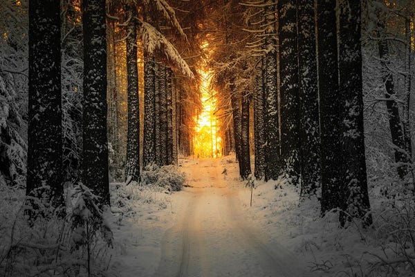 Lauri Lohi: Golden Winter Light by Lauri Lohi