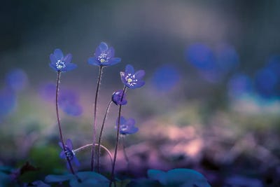 Trio by Lauri Lohi canvas print