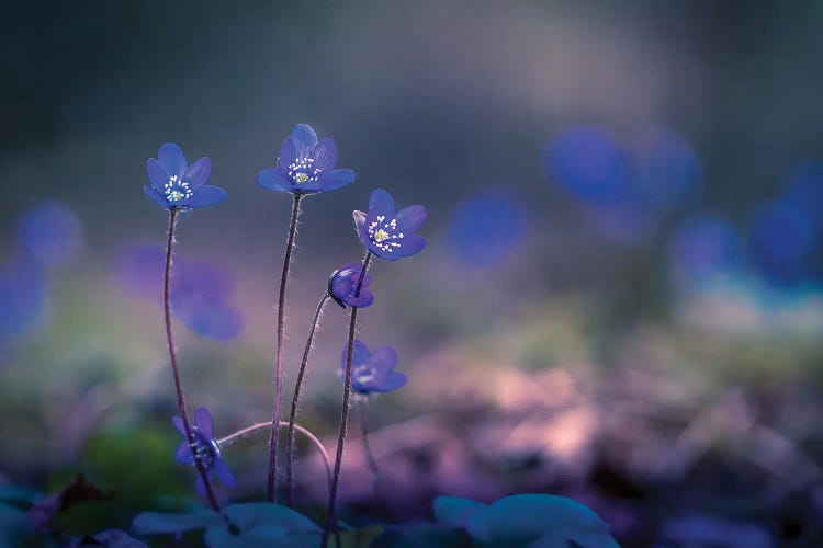 Trio by Lauri Lohi wall art