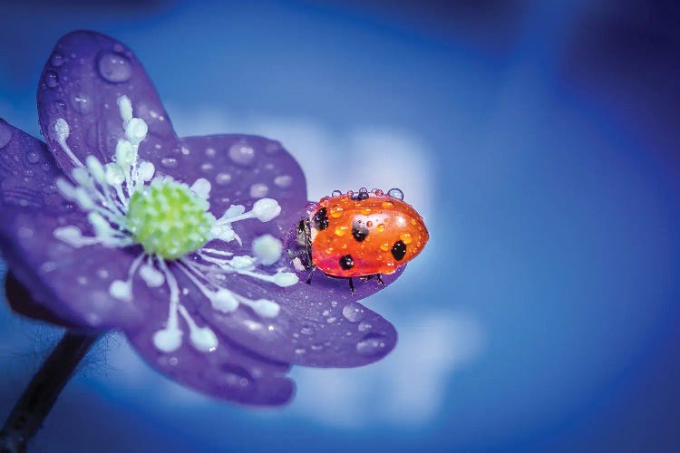 Mini World by Lauri Lohi wall art