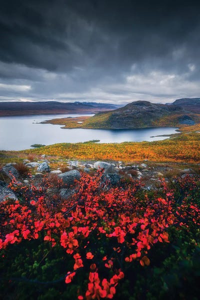 Autumn Colors In Lapland by Lauri Lohi canvas print