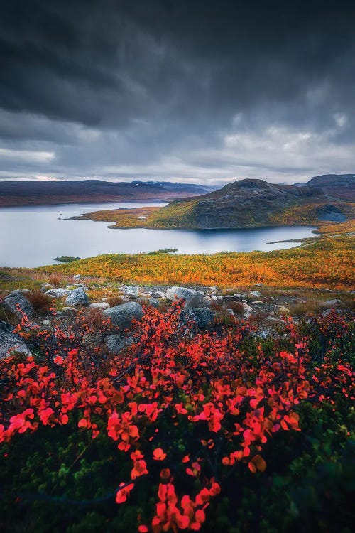 Autumn Colors In Lapland