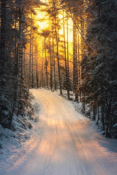 Shining Through by Lauri Lohi framed canvas print