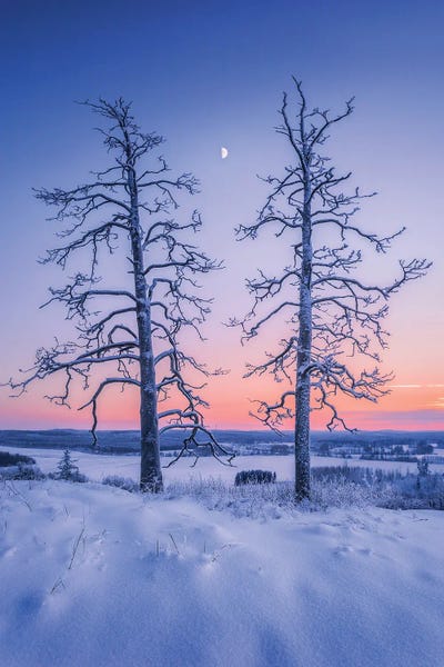 Two Guardians by Lauri Lohi canvas print