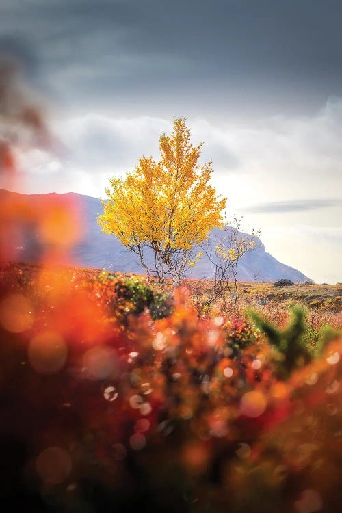Lonely I by Lauri Lohi wall art