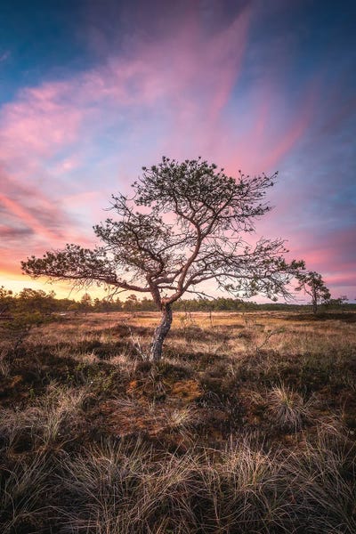 Torronsuo by Lauri Lohi canvas print