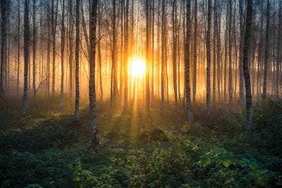Birches I by Lauri Lohi canvas print