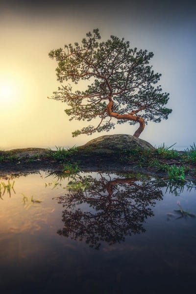 Lauri Lohi: Bonsai by Lauri Lohi