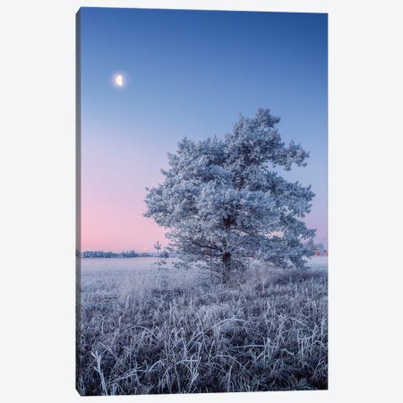 Hoar Frost Canvas Print #LUR57} by Lauri Lohi Canvas Print
