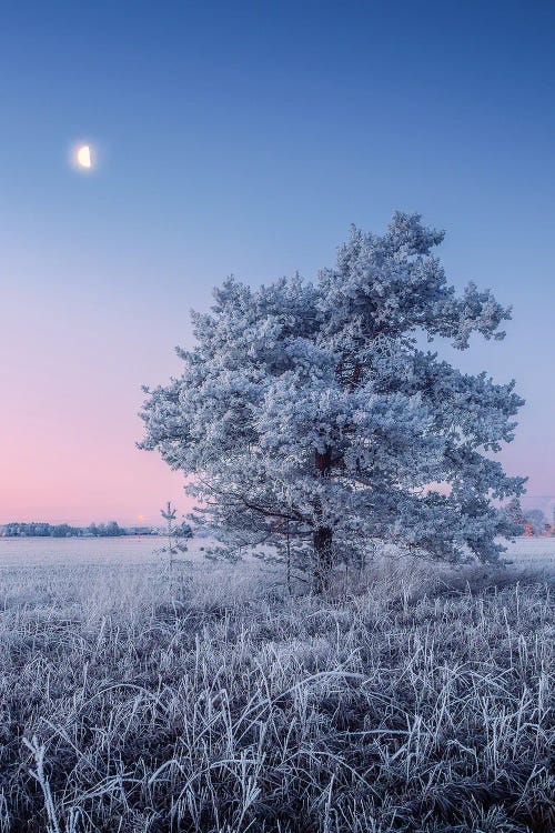 Hoar Frost by Lauri Lohi wall art