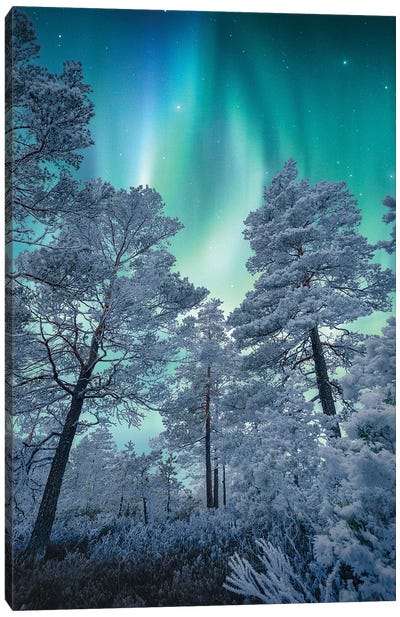 Winter Magic Canvas Art Print - Lauri Lohi