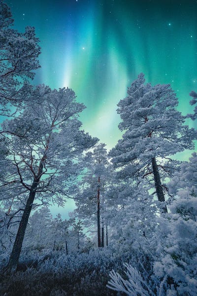 Lauri Lohi: Winter Magic by Lauri Lohi
