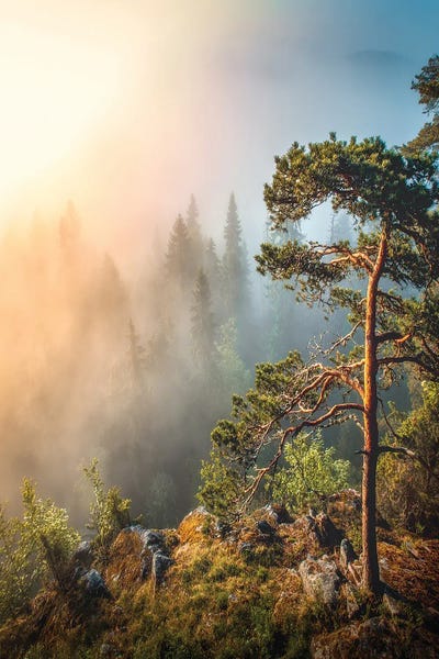 Morning Haze by Lauri Lohi canvas print