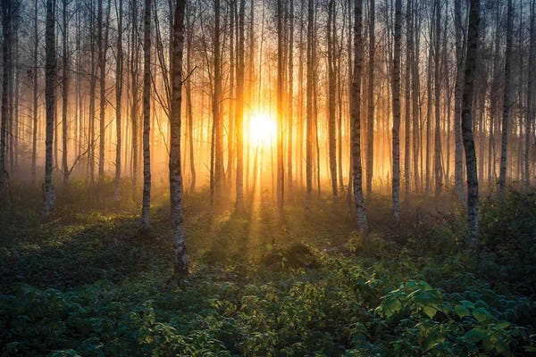 Lauri Lohi: Birches I by Lauri Lohi