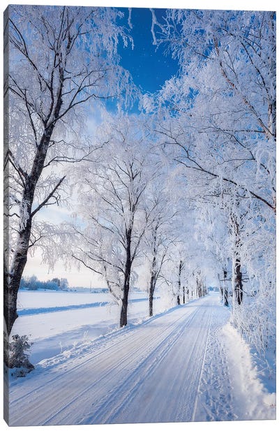 Winter Road Canvas Art Print