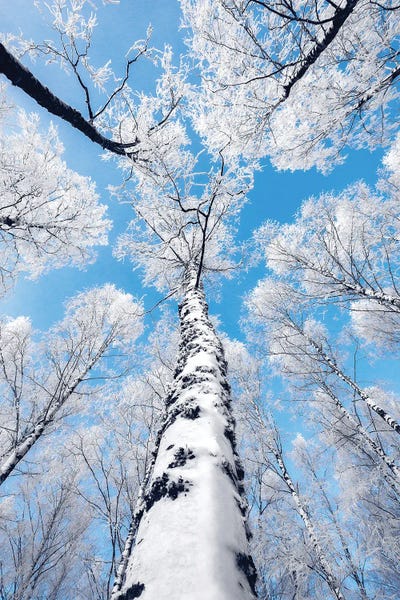 Reaching The Sky by Lauri Lohi canvas print