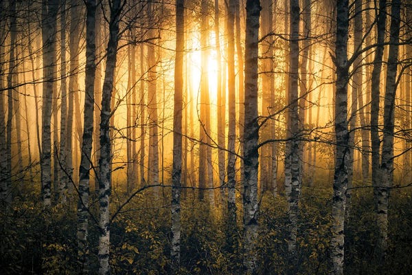 Lauri Lohi: Birches II by Lauri Lohi