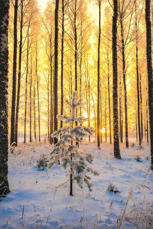 Lonely Pine by Lauri Lohi wall art