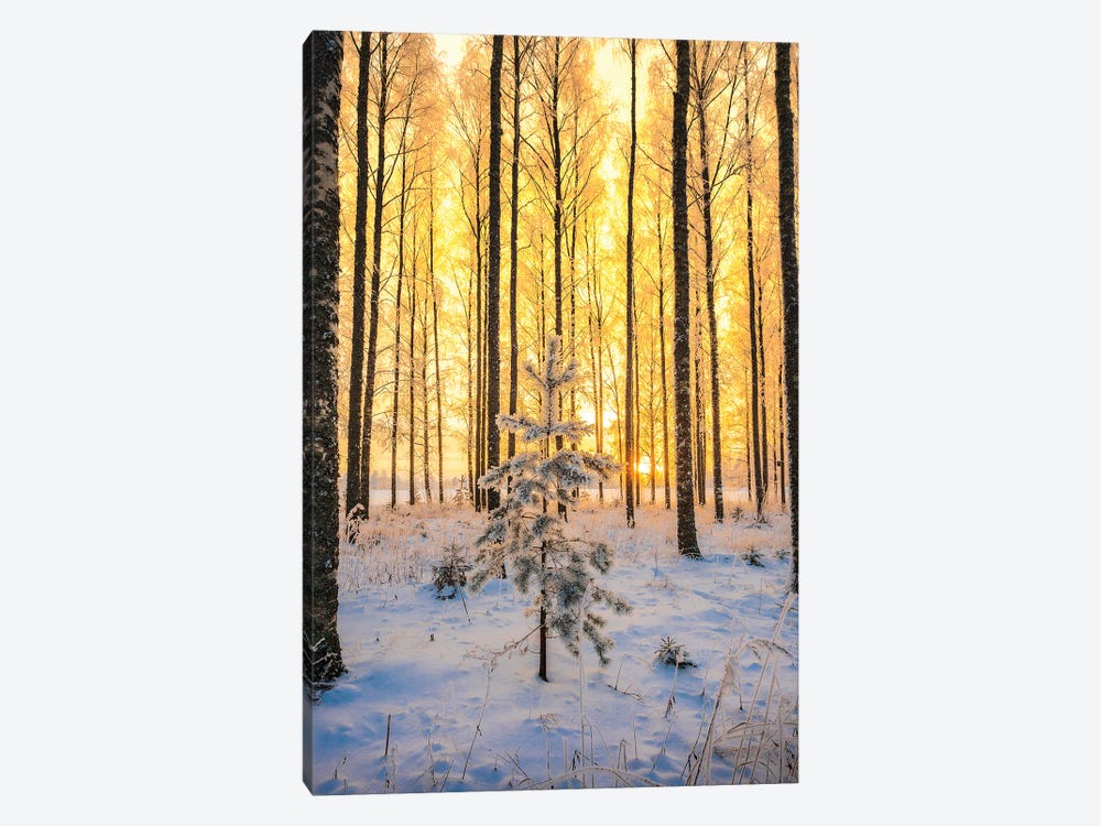 Lonely Pine by Lauri Lohi 1-piece Canvas Art Print