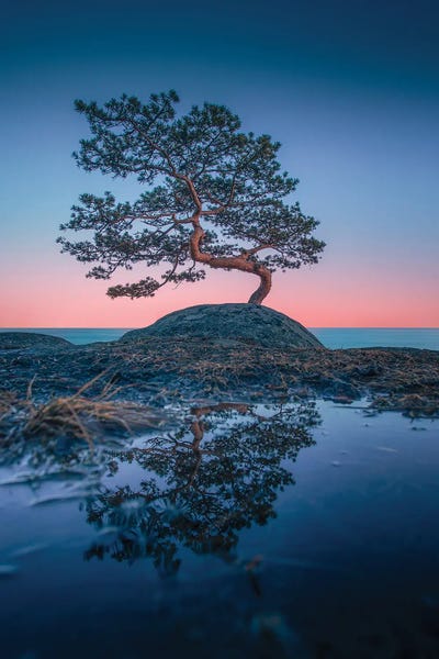 Lauri Lohi: Bonsai II by Lauri Lohi