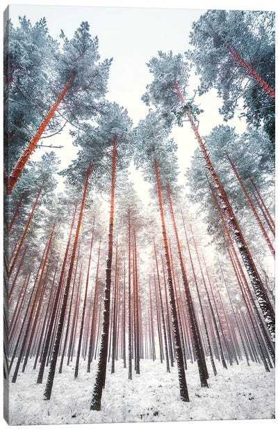 Frosty Pines Canvas Art Print - Lauri Lohi