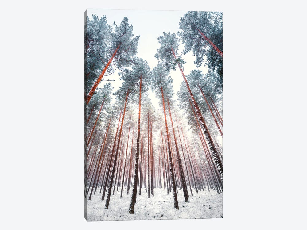 Frosty Pines by Lauri Lohi 1-piece Canvas Art Print