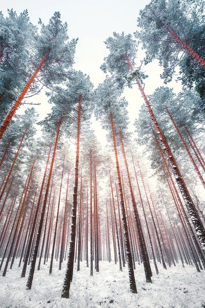 Lauri Lohi: Frosty Pines by Lauri Lohi