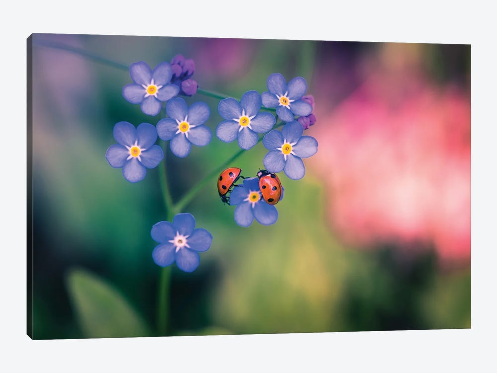 Ladybirds And Forget-Me-Not by Lauri Lohi 1-piece Canvas Artwork