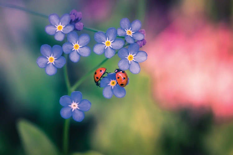 Ladybirds And Forget-Me-Not