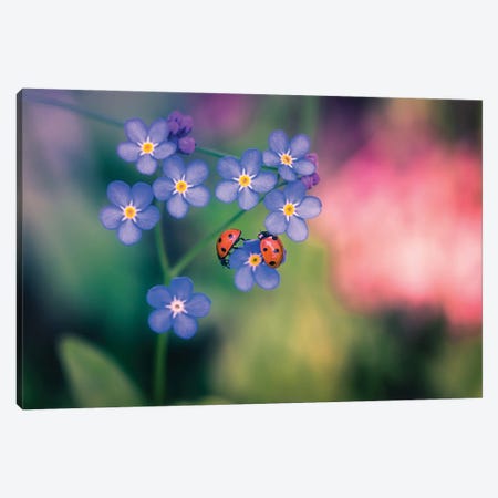 Ladybirds And Forget-Me-Not Canvas Print #LUR86} by Lauri Lohi Canvas Wall Art
