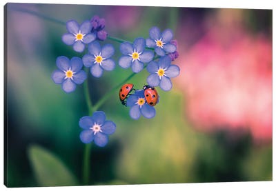 Ladybirds And Forget-Me-Not Canvas Art Print