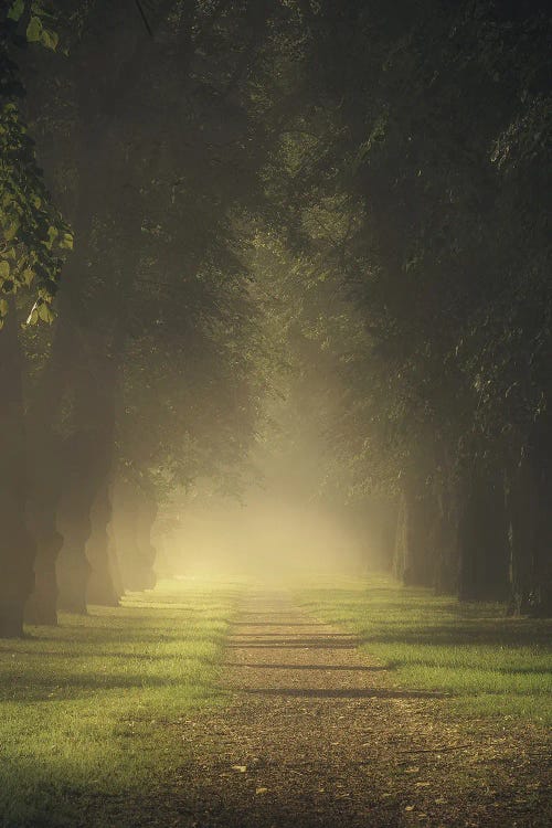 Long Shadows by Lauri Lohi wall art