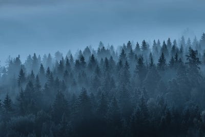 Bathing In Mist by Lauri Lohi canvas print