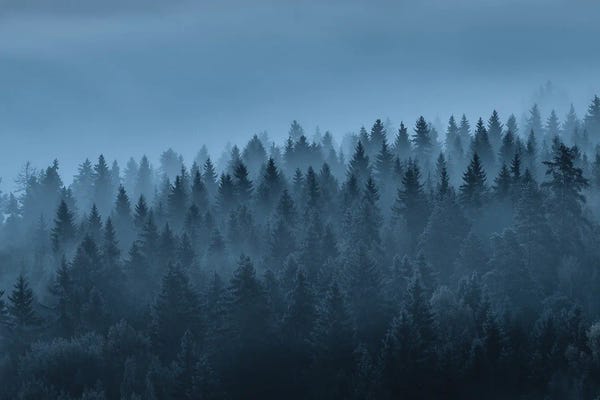 Lauri Lohi: Bathing In Mist by Lauri Lohi